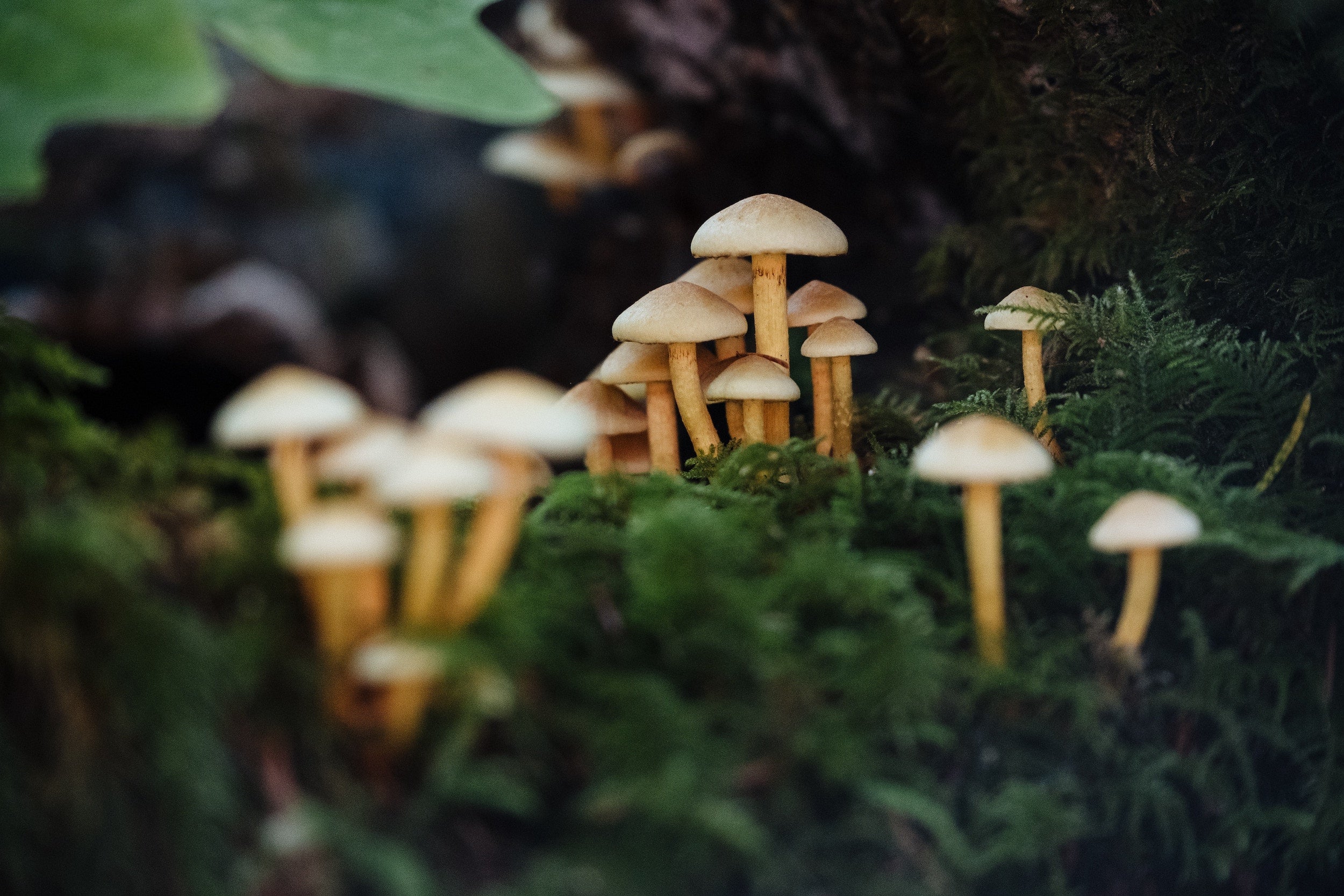 All About Mushrooms
