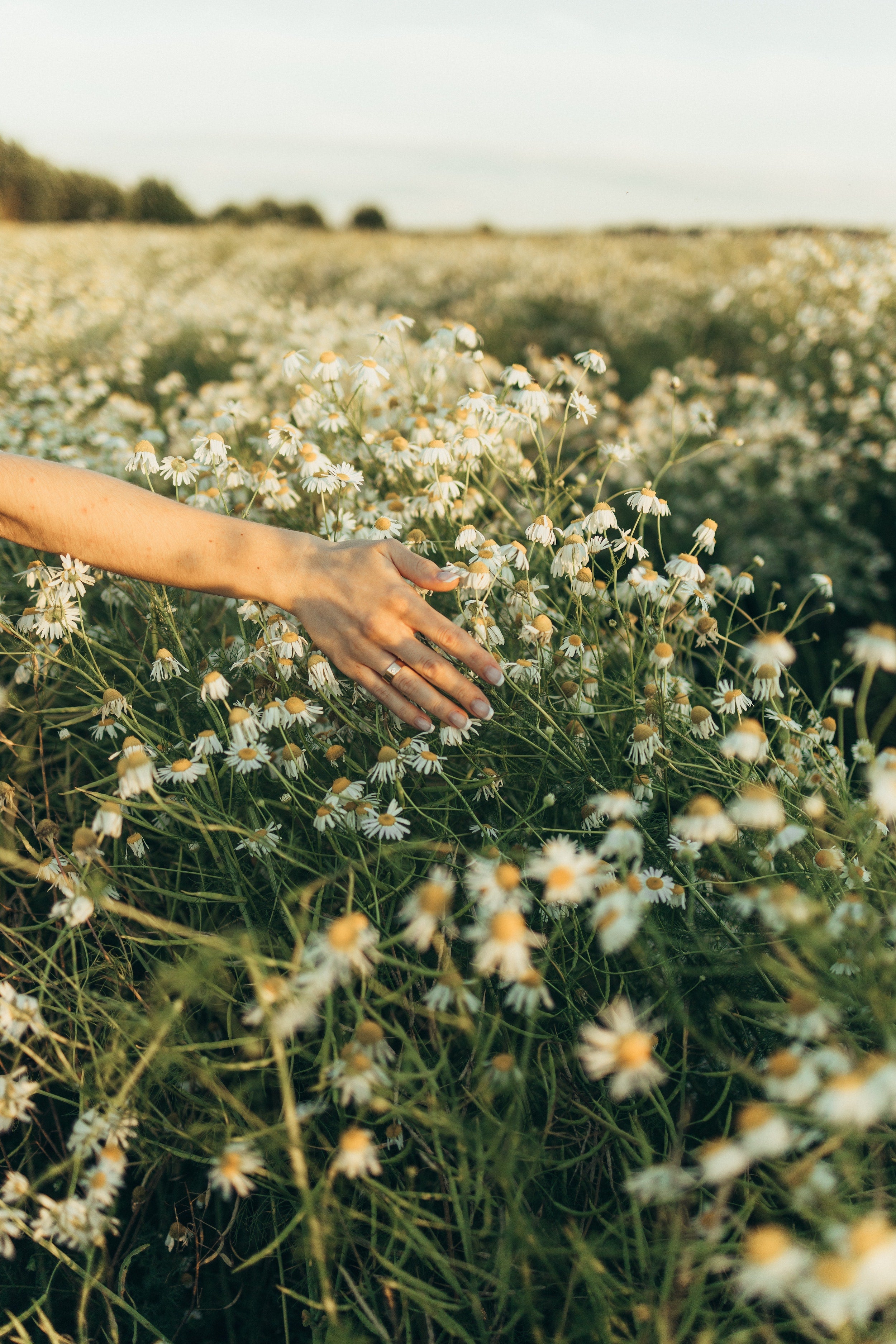 A field of chamomile a natural source of Bisabolol
