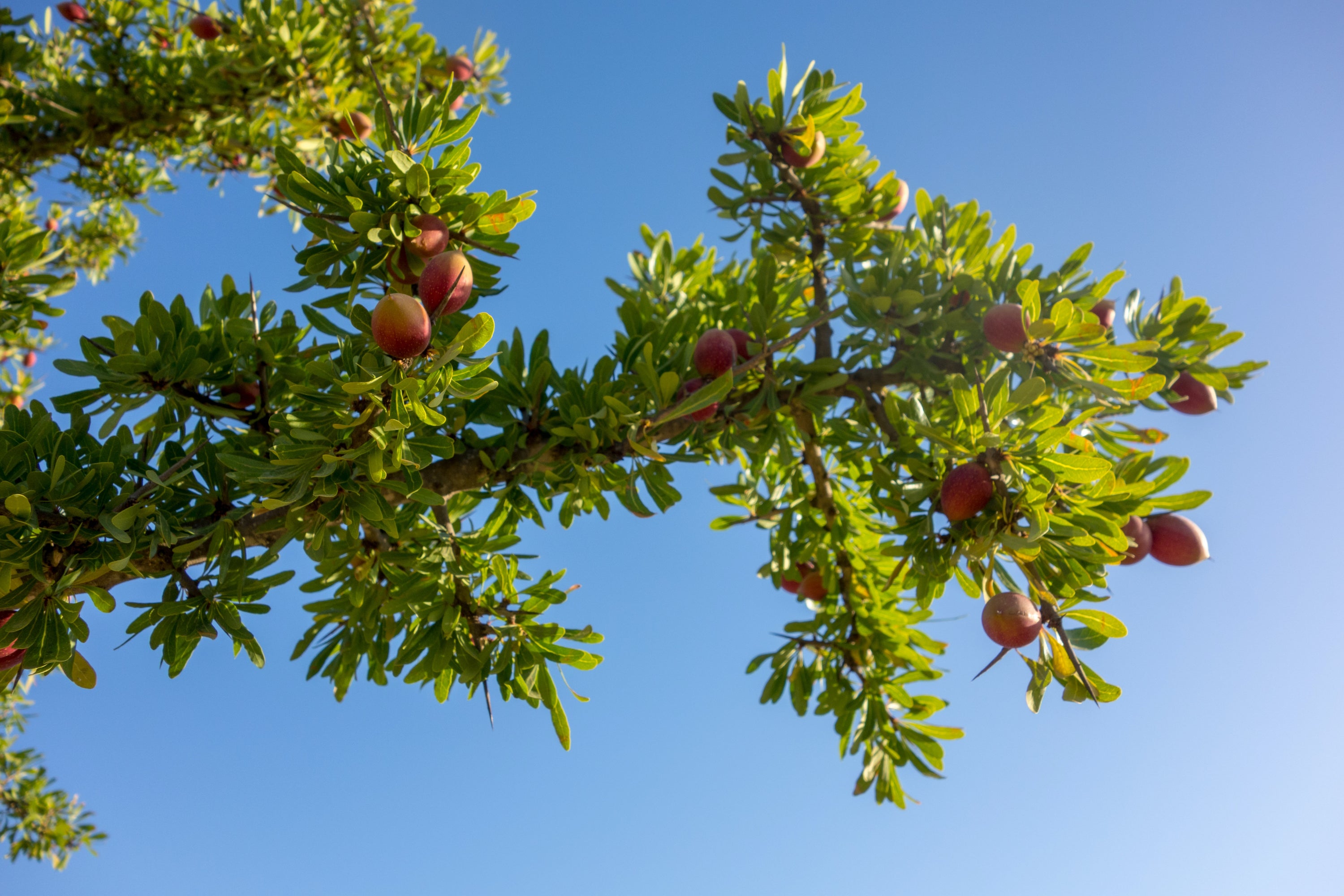 Argan tree 