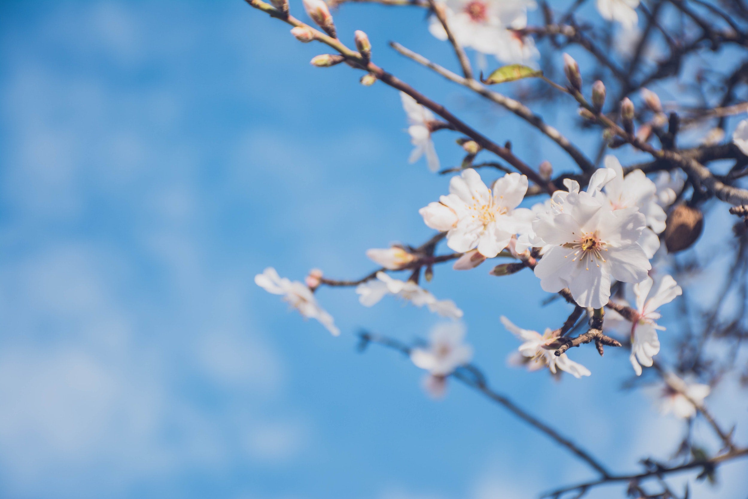 Newly-budded flowers against a beautiful blue sky