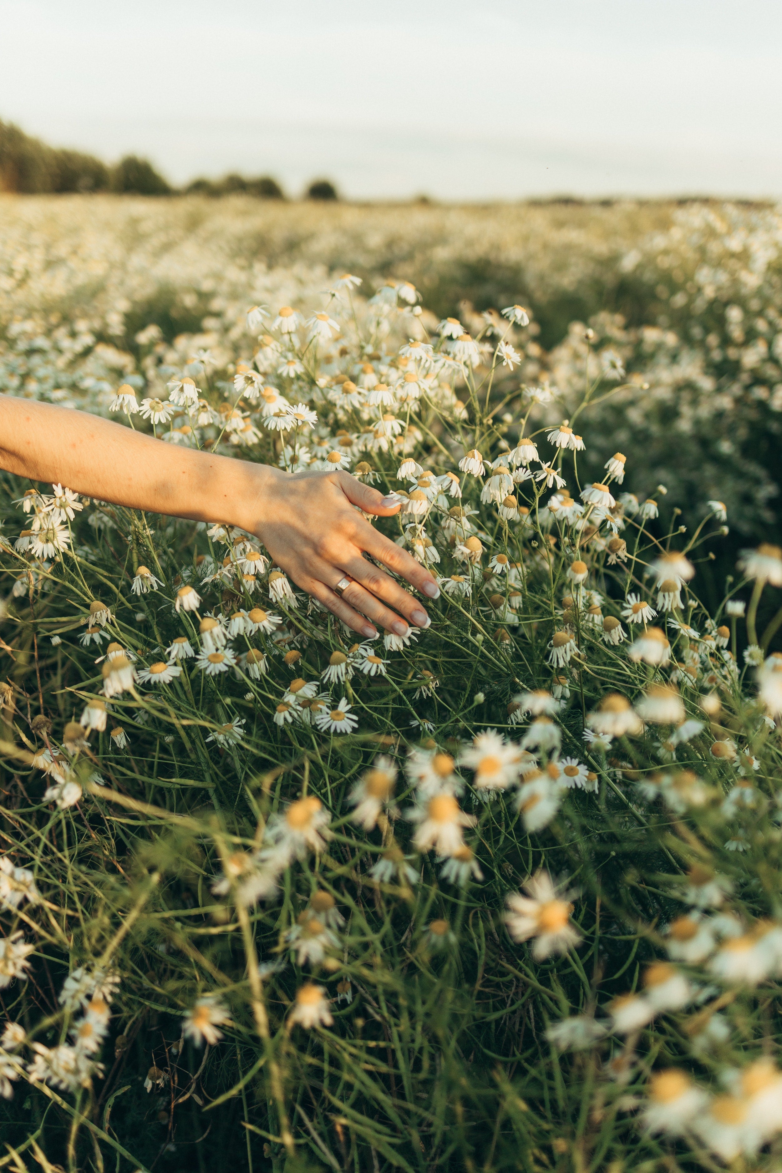 A field of chamomile a natural source of Bisabolol 